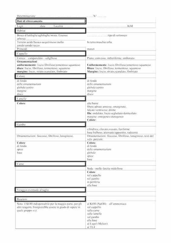 Cortinarius da determinare n�02.